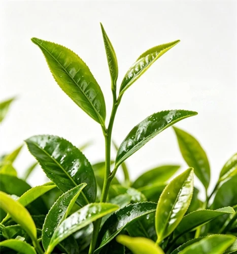 The highest tea production type in China The highest tea production type in China