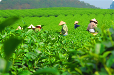 Txheej txheem cej luam ntawm Tuam Tshoj cov tshuaj yej ntshuam thiab xa tawm txij lub Ib Hlis Ntu...